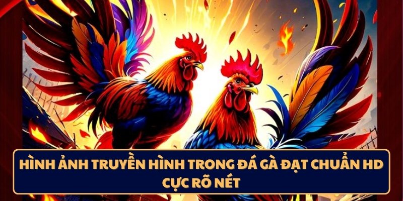 Hình ảnh truyền hình trong đá gà đạt chuẩn HD cực rõ nét