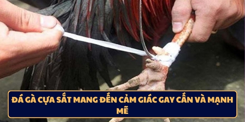 Đá gà cựa sắt mang đến cảm giác gay cấn và mạnh mẽ