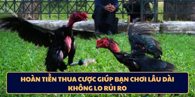 Hoàn tiền thua cược giúp bạn chơi lâu dài không lo rủi ro