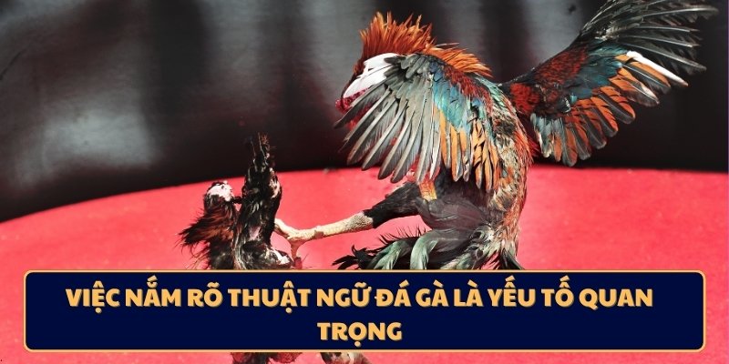 Việc nắm rõ thuật ngữ đá gà là yếu tố quan trọng
