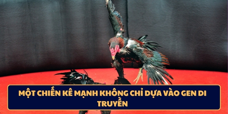 Một chiến kê mạnh không chỉ dựa vào gen di truyền