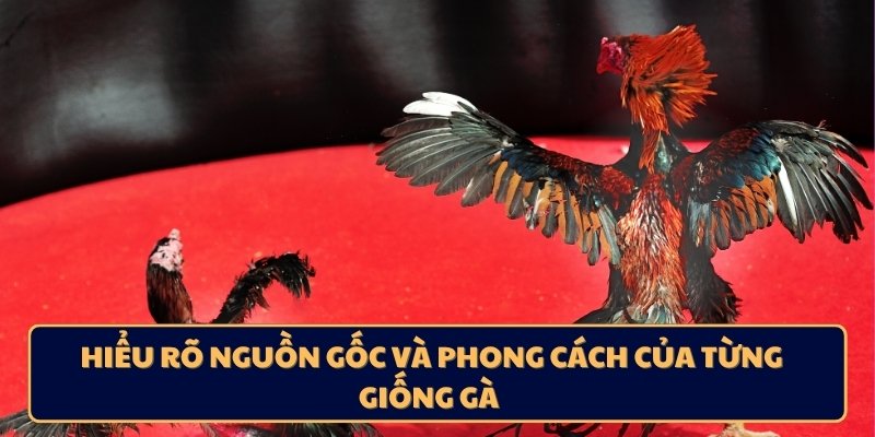 Hiểu rõ nguồn gốc và phong cách của từng giống gà