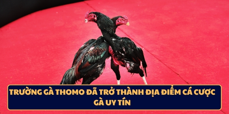 Trường gà Thomo đã trở thành địa điểm cá cược gà uy tín