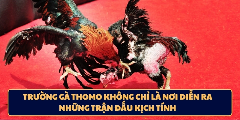Trường gà Thomo không chỉ là nơi diễn ra những trận đấu kịch tính